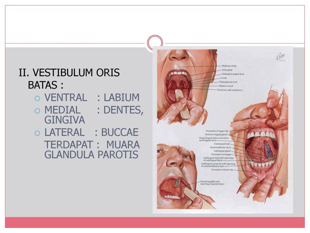 Cavum Oris Fidya DRG. MSI ppt download